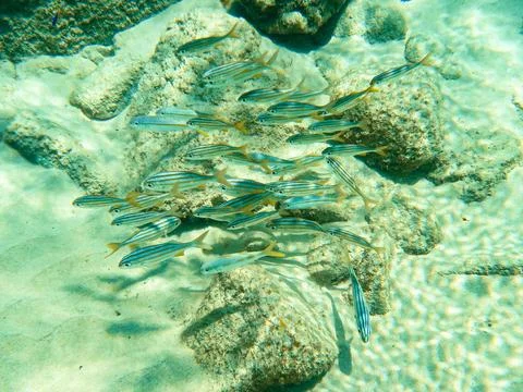 School of fish called striped Cocoroca. Stock Photos
