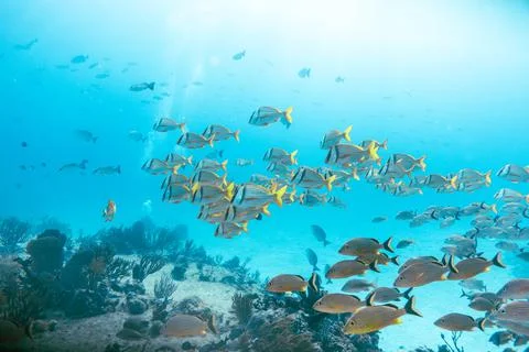 School of fish in the caribbean Stock Photos