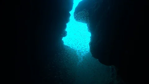 School of fish in cave Stock Footage 111278198