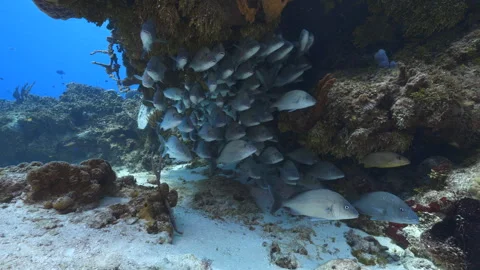 School of fish in a cave Stock Footage 305426771