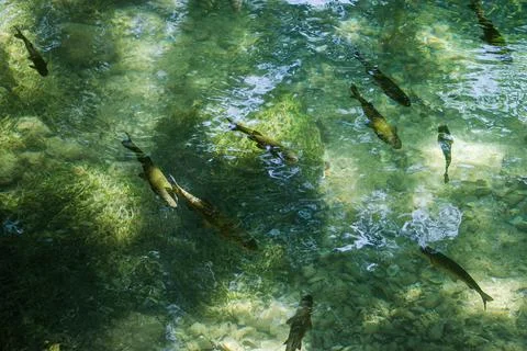 A school of fish in clean, clear, cold water of a pond. Foto stock