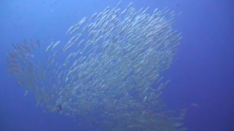 School of fish in clear water Stock Footage 33784891