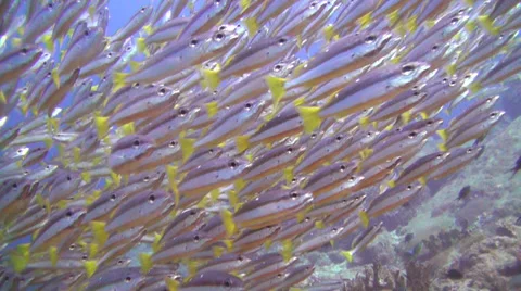 School of fish in clear water Stock Footage 33791838