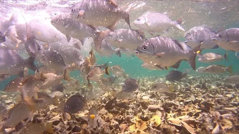 School of fish up close Stock Footage 168530737