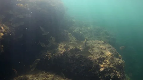 School of fish congregating near a vibrant coral reef, with sunbeams filtering 動画素材 343499734