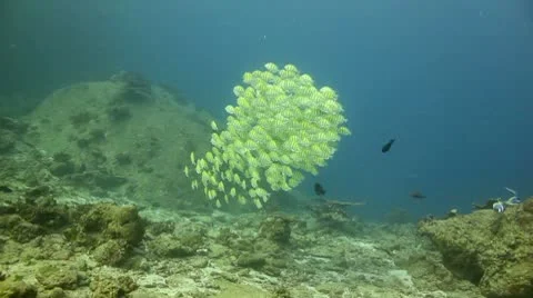 School of fish convict surgeonfish Stock Footage 10753543