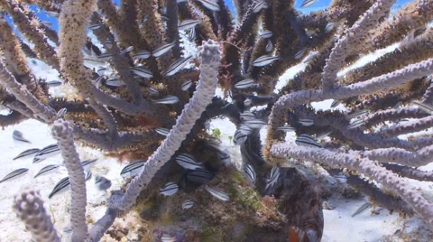 School of fish with coral Vidéo 1104349