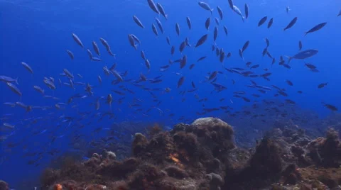 School of fish at coral reef Видео 5649585