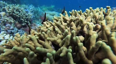 School of fish on the coral reef Stock Footage 11805958