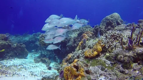 School of fish on coral reef Stock Footage 79274512