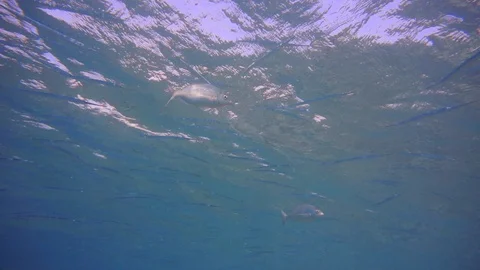 School Of Fish. Coral reef 動画素材 128618873