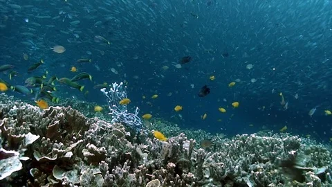 School of fish on coral reef in rays of sunlight underwater. 库存影片 117571407
