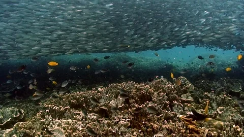 School of fish on coral reef in rays of sunlight underwater. 库存影片 117571446