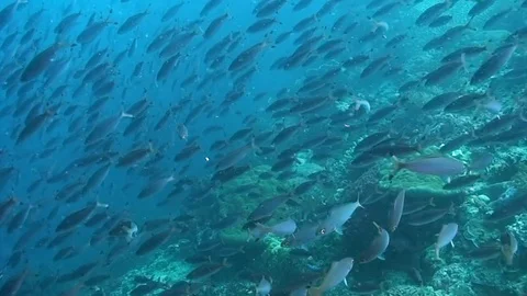School of fish on coral reef in rays of sunlight underwater. 库存影片 117571731