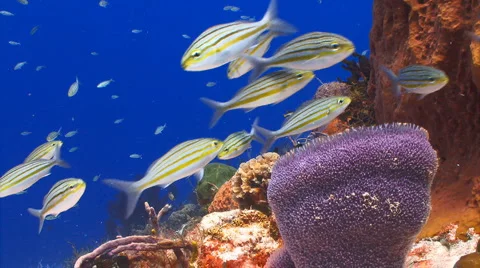 School of fish on coral wall Stock Footage 1806500