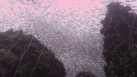 School of fish covers pinnacle Stock Footage 80900526