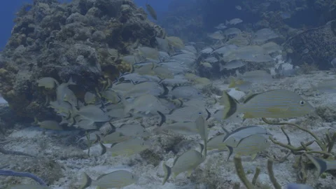 School of fish, Cozumel Stock Footage 297030994