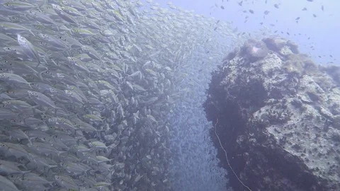 School of fish crowd pinnacle Stock Footage 80855053