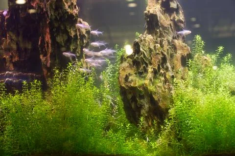 School of fish decorated with rocks and seaweed in an aquarium Stock Photos