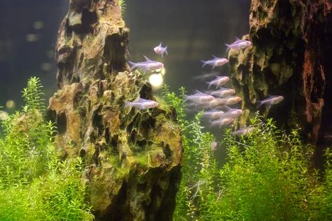 School of fish decorated with rocks and seaweed in an aquarium Stock Photos