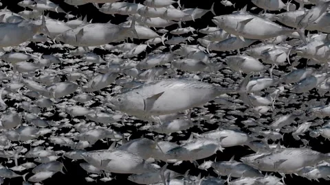 A school of fish in the deep ocean. An underwater world full of fish. Stock Footage 306940821