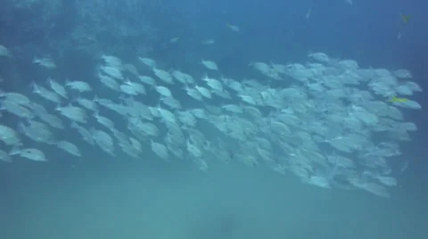 School of fish in the distance 動画素材 33098272