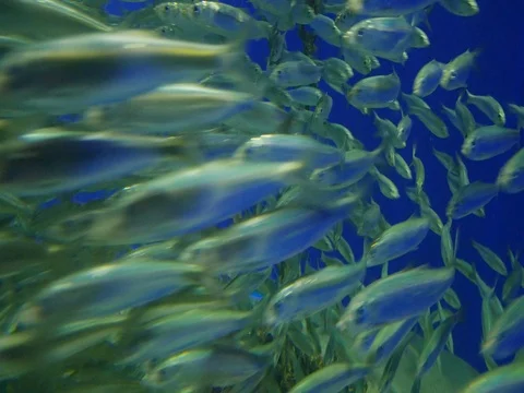 School of fish diving in reverse Stock Footage 72302618