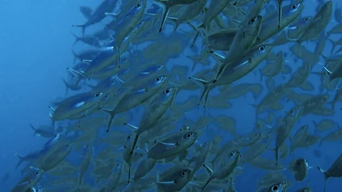 A school of fish from a double-lined fusilier, Pterocaesio tessellata, is swi Stock Footage 98918889
