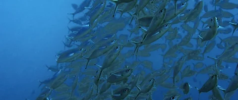 A school of fish from a double-lined fusilier, Pterocaesio tessellata, is swi Stock Footage 99260934
