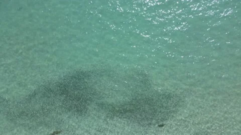 School of Fish Drone Aerial View Video stock 168033174