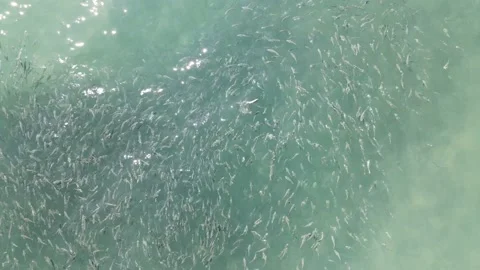 School of Fish Drone Aerial View 스톡 동영상 168034000