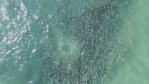 School of Fish Drone Aerial View 스톡 동영상 168034005