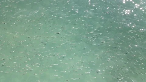 School of Fish Drone Aerial View Video stock 168034069