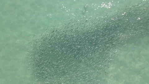 School of Fish Drone Aerial View 스톡 동영상 168034115
