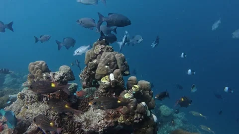 A school of fish during free diving Stock Footage 346430823