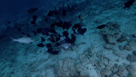 School of fish eating head of tuna and other fishery wastes thrown into the Vidéo 87973145