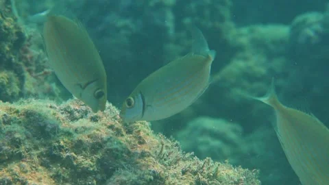School of Fish Eats Moss Together Stock Footage 145927508