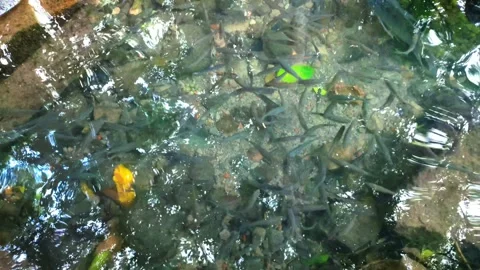 A School Of Fish On The Edge Of The Clear Lake Stock Footage 231370248