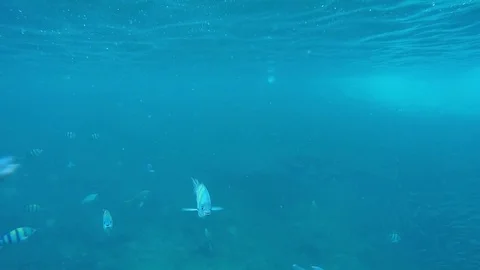 School of fish feeding among corals Stock Footage 74620982
