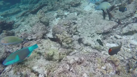 School of fish feeding among corals 스톡 동영상 74621593
