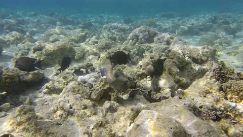 A school of fish feeding on a coral reef in shallow water (4K-60fps) Stock Footage 170069990