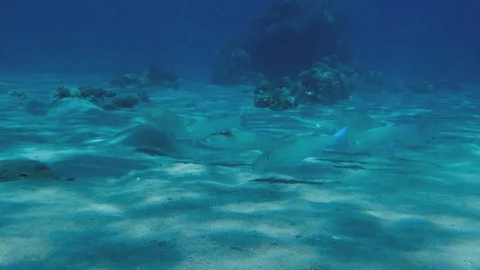School of fish. Fish in ocean. Stock Footage 129116522