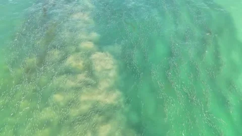 School of Fish Fly Over Stock Footage 298015983