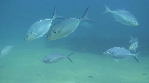 School of Fish Stock Footage 264385