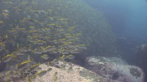 School of fish Stock Footage 280590