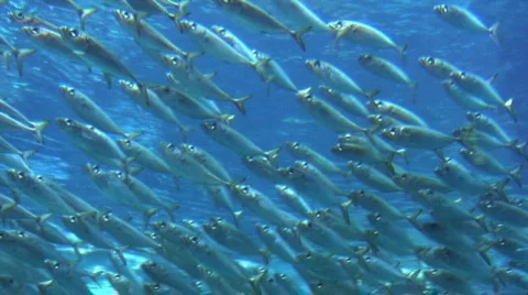 School of Fish  库存影片 291141