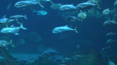 School of fish Stock Footage 305720