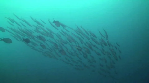 School of fish 動画素材 348821