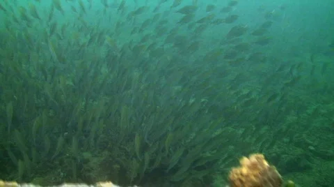 School of fish Stock Footage 348845