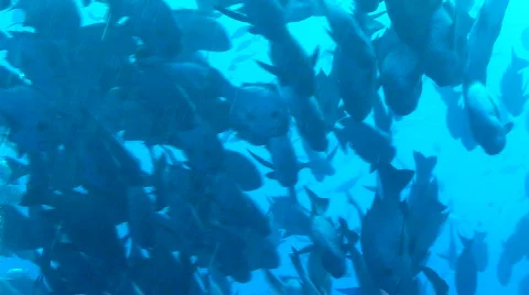 School of fish Stock Footage 696830